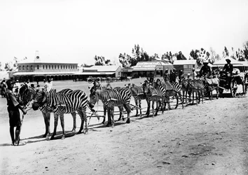 Zebra-Drawn Cart